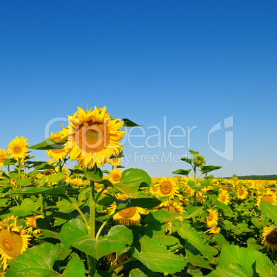 Sunflower flower against blue sky and a blossoming field