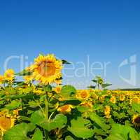 Sunflower flower against blue sky and a blossoming field