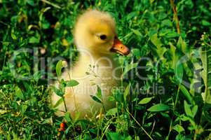 little yellow goose on green lawn