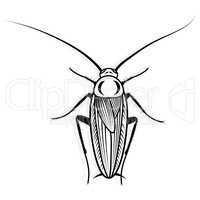 Cockroach vector design vector animal illustration for t-shirt. Sketch tattoo design.