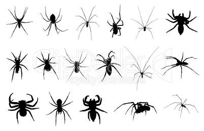 Set of different spiders isolated