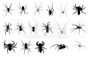 Set of different spiders isolated