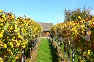 Herbst in einem Weinberg bei Heilbronn