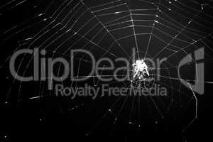 Spider silhouette spins a spider net, at night, closeup, black and white.