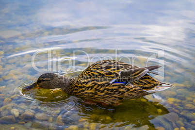 Wild duck swims in clear lake.