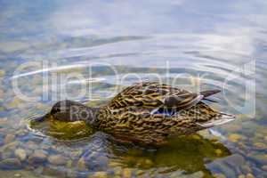 Wild duck swims in clear lake.