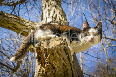 Cute black and white kitten on tree.