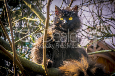 Black cat on tree branch.