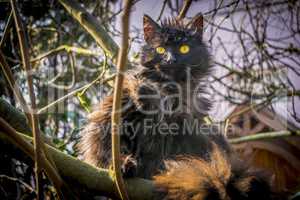 Black cat on tree branch.