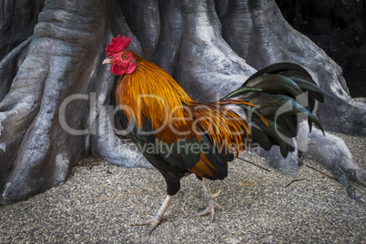 Rooster with colorful feathers.