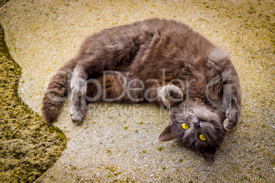 Grey cat lies on ground, looks up.