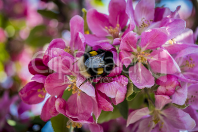 Closeup of pink flowers, bee.