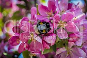 Closeup of pink flowers, bee.