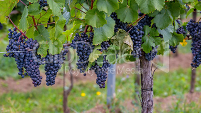 Mature grapes in autumntime in Austria, Burgerland