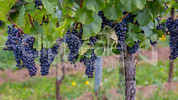 Mature grapes in autumntime in Austria, Burgerland