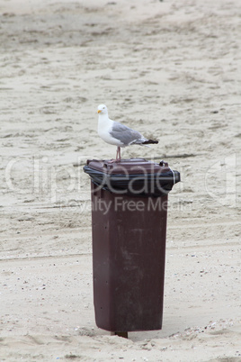 Silbermöwe     (Larus argentatus)