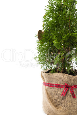 Christmas tree with decoration against white background
