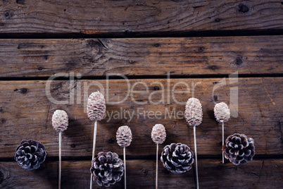 Dry pine cone stick and pine cone arranged on wooden plank