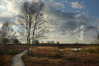 Herbst im Moor