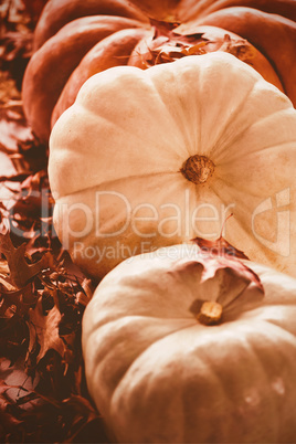 High angle view of pumpkins arranged by autumn leaves