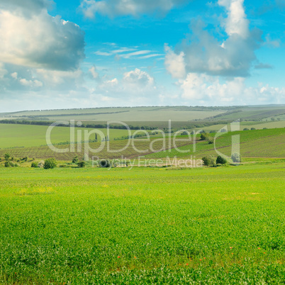 green field and blue sky