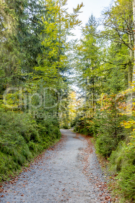 Forest trail in Saxon Switzerland National Park