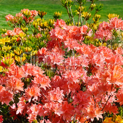 blooming rhododendron against the green lawn