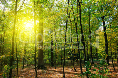 Autumn forest, yellow leaves and the sunset.