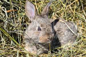 pet rabbit on background of dry grass
