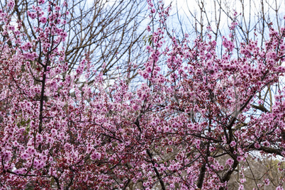 Pink cherry blossom tree.