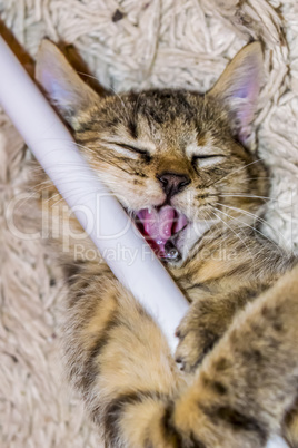 Tabby cat plays with rod, top view.