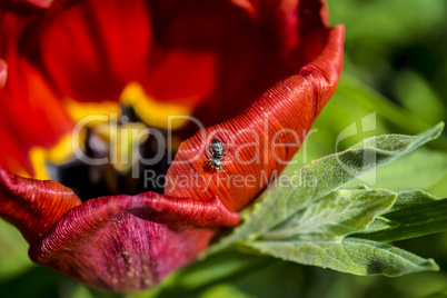 Small beetle on red tulip flower.