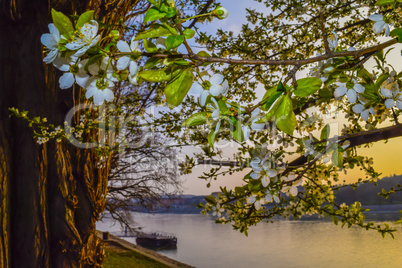 Tree on river bank at sunset.