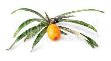 Seabuckthorn berry with leaves