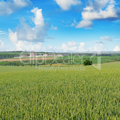 Wheat field and blue sky