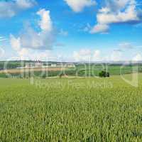 Wheat field and blue sky