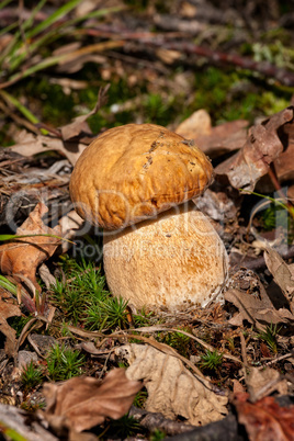 Porcini fungi on the moss (Boletus edulis)