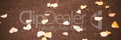 Full frame shot of autumn leaves on road