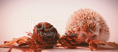 Porcupine with pine cone and autumn leaves on white background