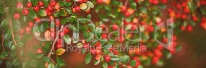 Berries growing on branch