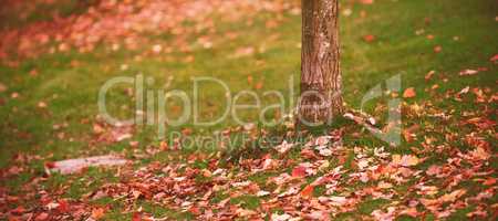 Autumn leaves by tree trunk on field