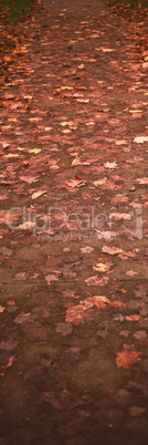 Autumn leaves on walkway