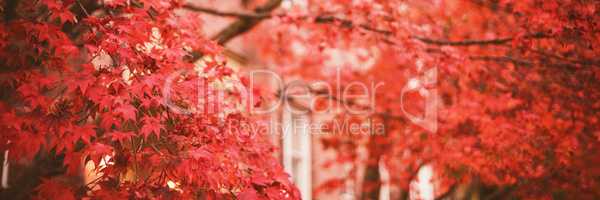 Low angle view of autumn maple tree