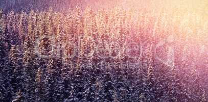 Snowy pine trees on alp mountain slope