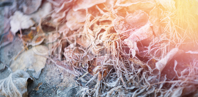 Dry leaves on ground