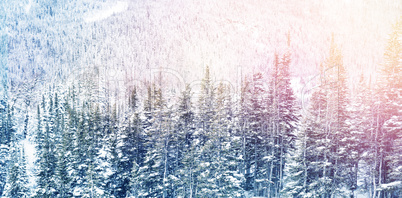 Snowy pine trees on alp mountain slope