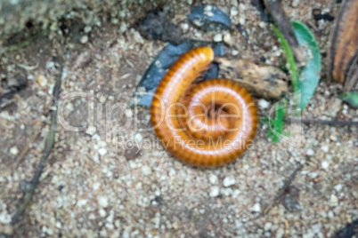 worm in a garden restaurant in chainat