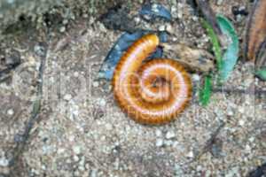 worm in a garden restaurant in chainat