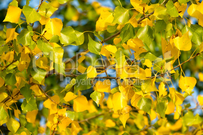 Beautiful autumn color leaves in a poplar tree