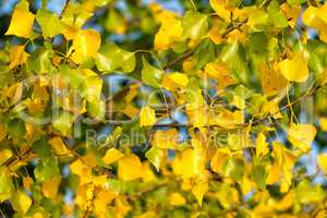 Beautiful autumn color leaves in a poplar tree